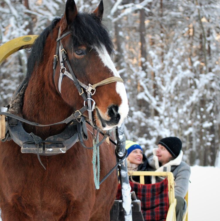 man and woman couple riding a horse carriage in snow